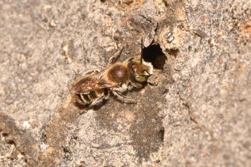 Réf. 272 395 : Osmia sp.